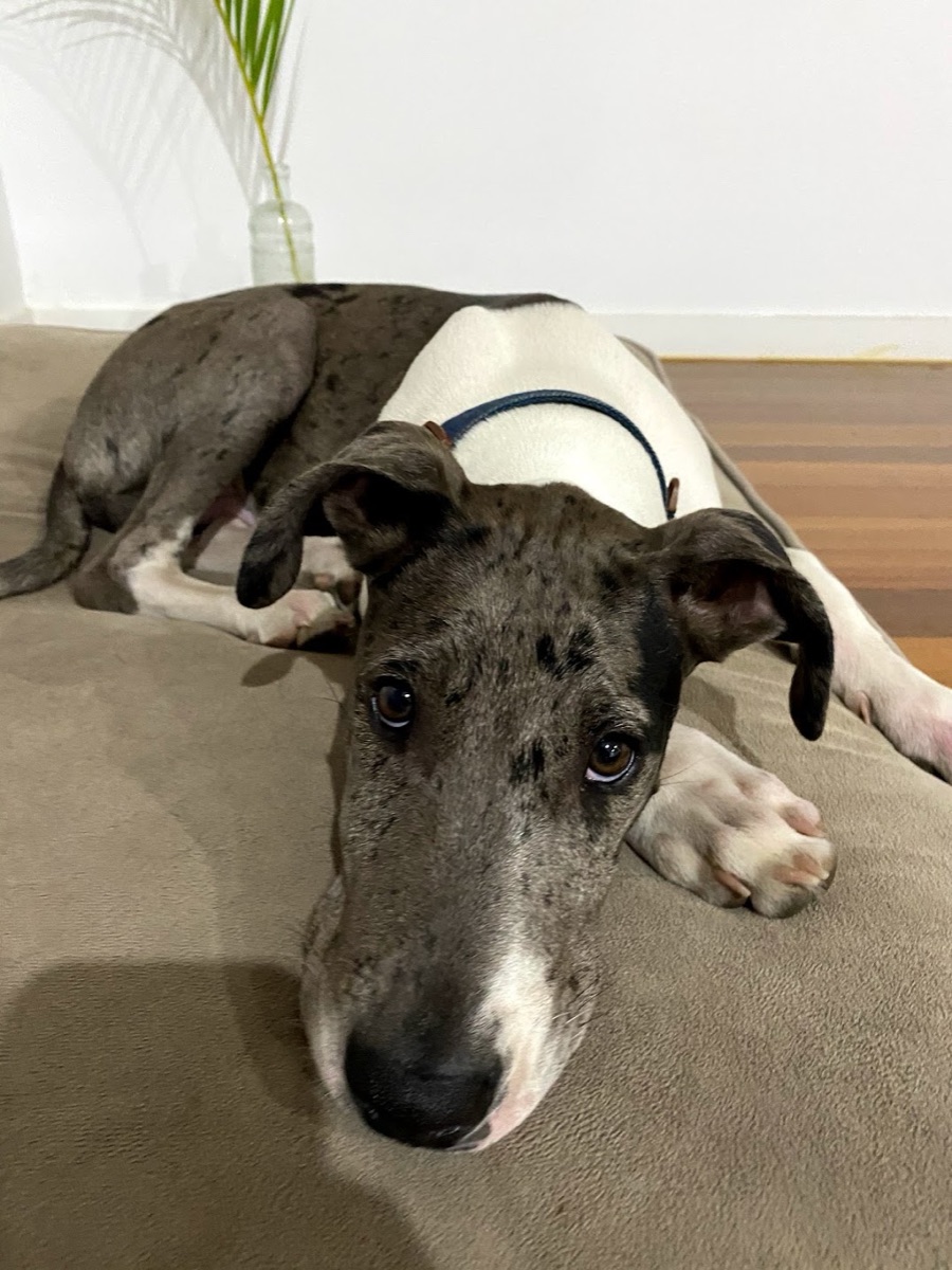 Merlin lying on his bed, grey merle and white, looking up at the camera