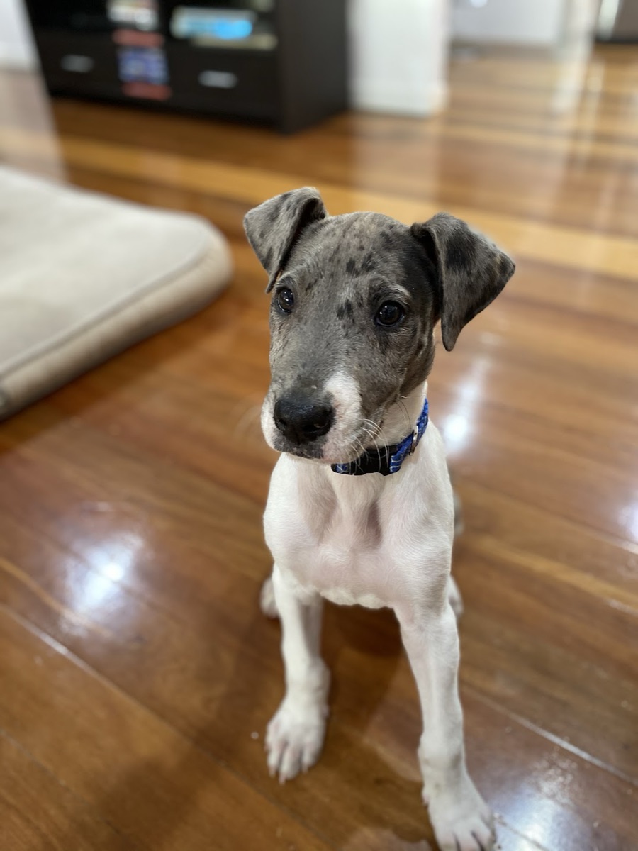 Merlin as a puppy, grey and white with a blue collar